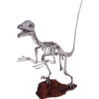 ディノニクス・スケルトン / Deinonichus Skeleton