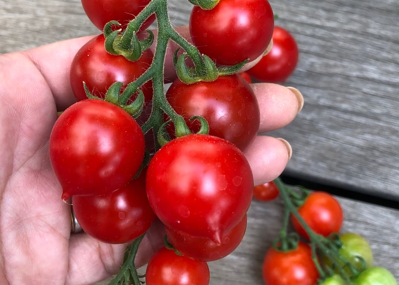 Keeperトマト ドワーフトマト・プリティーベル 母の日ギフト予約受付 | GREEN