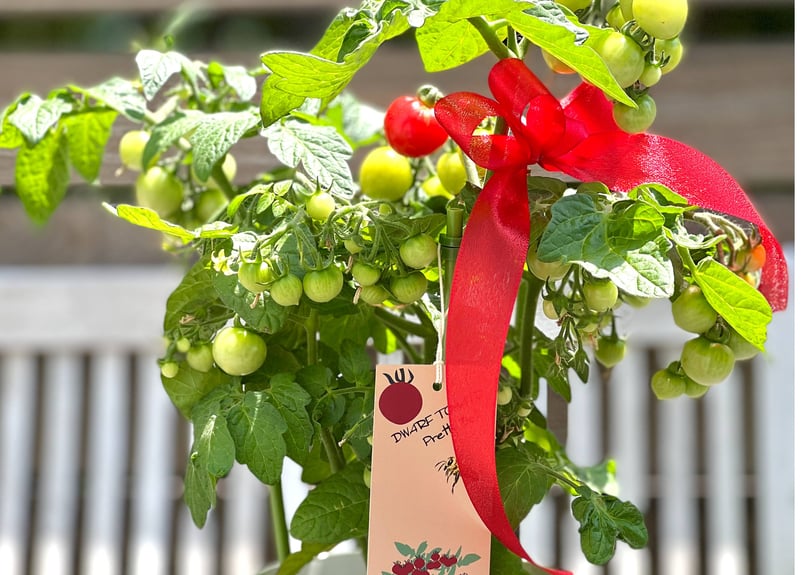 ドワーフトマト・プリティーベル 母の日ギフト予約受付 | GREEN