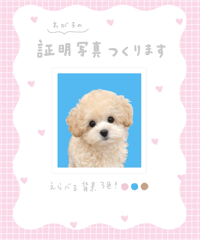 わが子の証明写真🎀