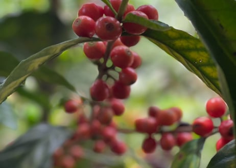 El Salvador フェルナンドリマ 100年樹  (中煎り)  100g