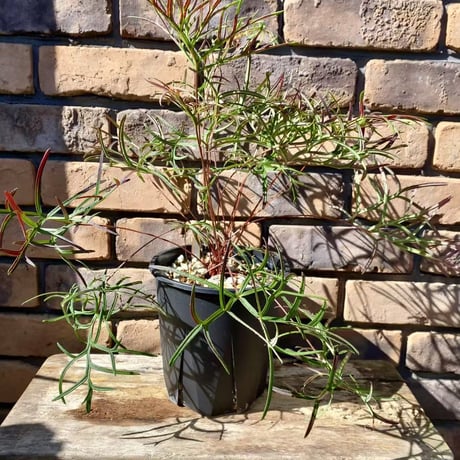 ユーフォルビアオトンナレトロルサ大株