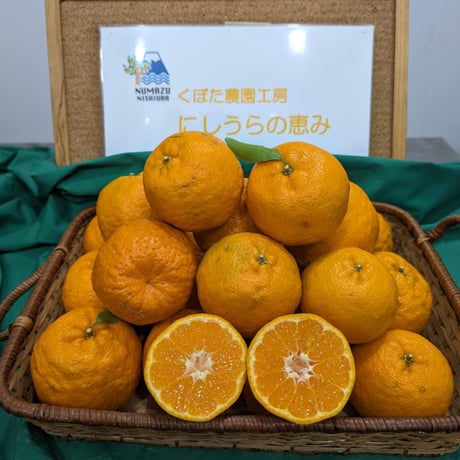 ぽんかん　まとめ売り ぽんかん | STORES