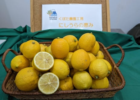 農薬不使用レモン3キロ(沼津西浦産) | くぼた農園工房 農薬不使用レモン3キロ(沼津西浦産) | くぼた農園工房