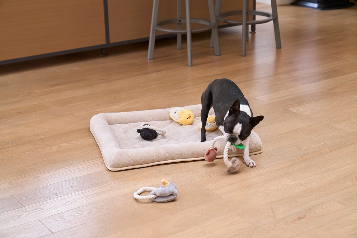 Dog 無着色のコットンロープDOGTOY ふたごのくま | Pet Quilt (ペット