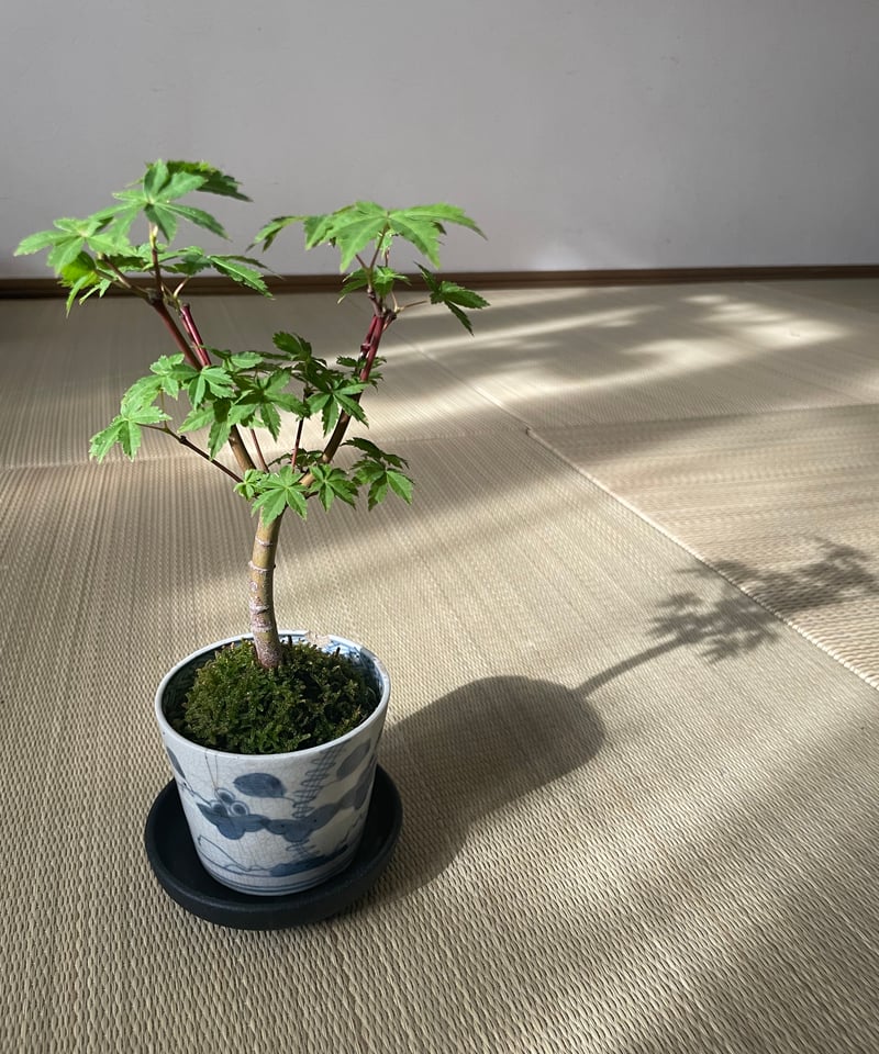 傷有】 江戸後期 染付 手描き 蕎麦猪口 植木鉢 盆栽 植木鉢 葡萄唐草