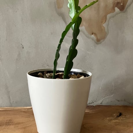 ピザールプランツ | STORES