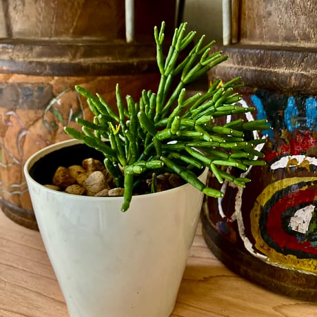 【専用】リプサリス✳︎さま リプサリス 【公式通販】