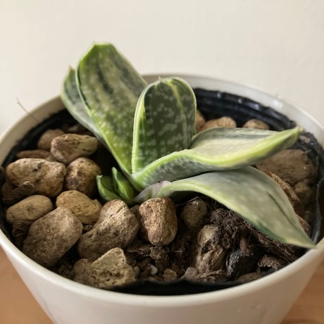 ガステリア | STORES