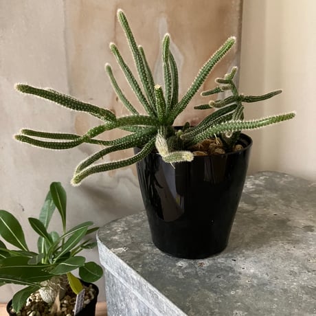 【専用】リプサリス✳︎さま Amazon｜リプサリス 9種類から選べる サボテン 多肉植物 3号 吊り鉢