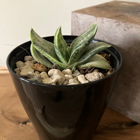 ロウルサンコさんラベル付き☆多肉植物 ガステリア属 臥牛十兵衛