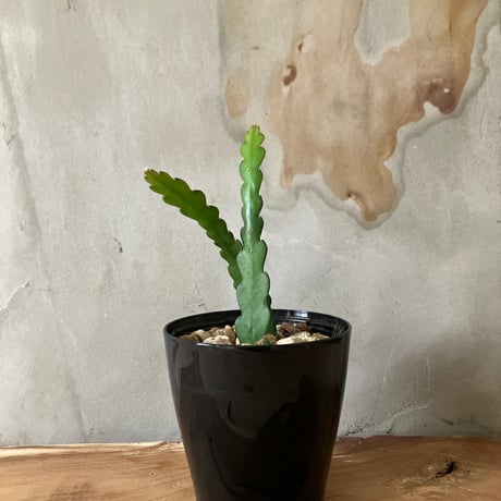 ピザールプランツ | STORES