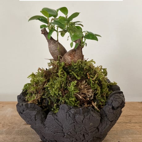 konect vortex 植木鉢 鉢 作家鉢 Konect Whitefang 鉢 Konect black vortex mad Sサイズ