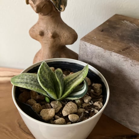 リプサリス | STORES