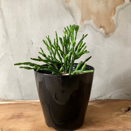 リプサリス | STORES