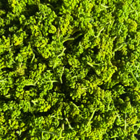 花山椒 100g 【2025年】【直送】【奈良県産】【無農薬】 | 山の上農園
