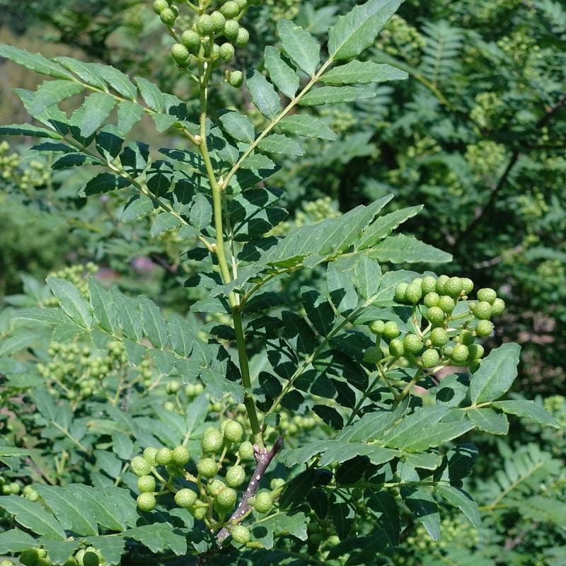 実山椒 500g 【2026年】【直送】【奈良県産】【無農薬】 | 山の上農園