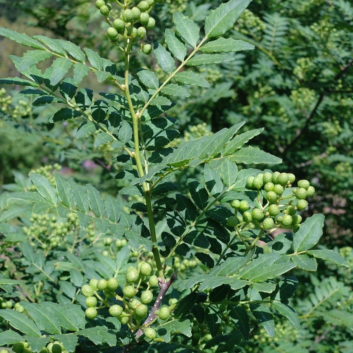 実山椒 500g 【2026年】【直送】【奈良県産】【無農薬】 | 山の上農園