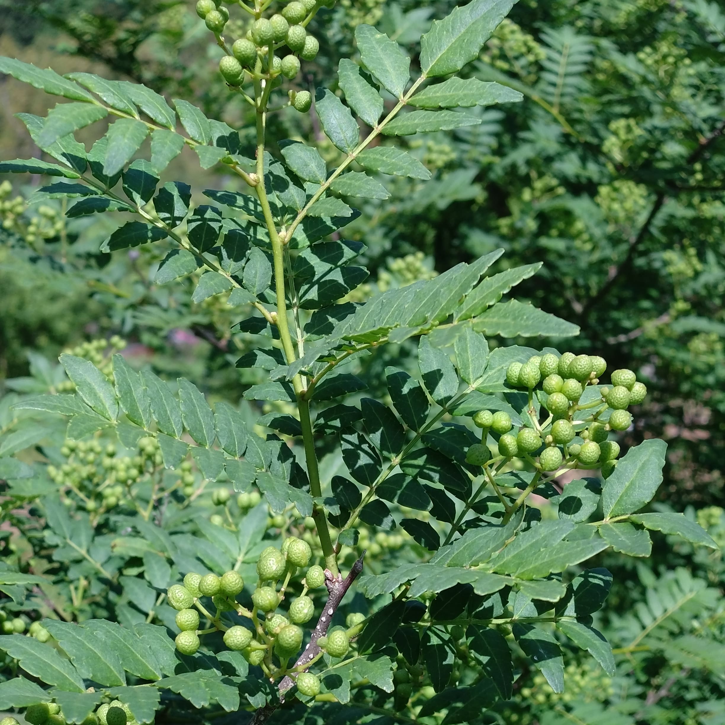 実山椒 500g 【2026年】【直送】【奈良県産】【無農薬】 | 山の上農園