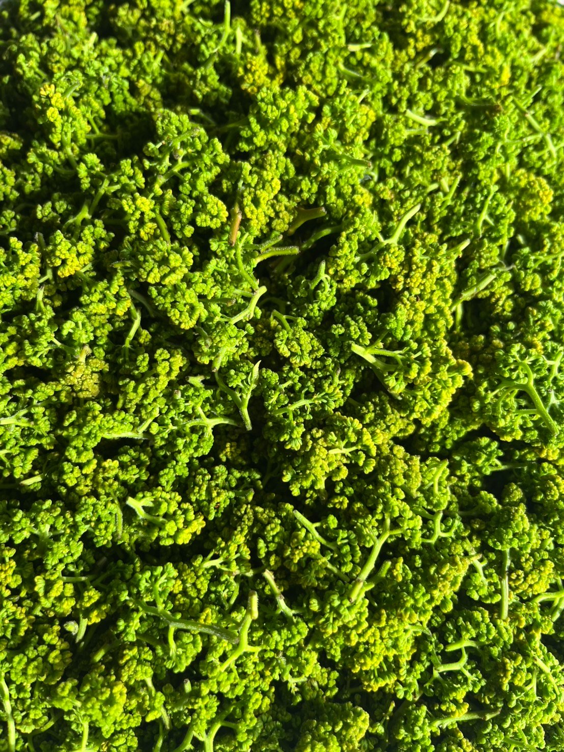 花山椒 100g 【2025年】【直送】【奈良県産】【無農薬】 | 山の上農園
