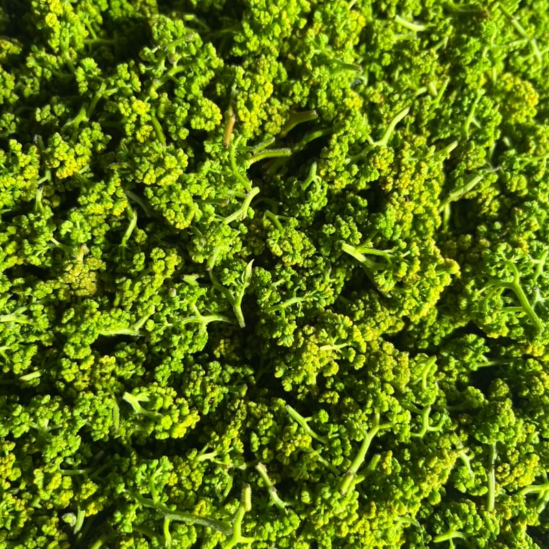 奈良県産 花山椒 約200g 山椒の花 花山椒200g