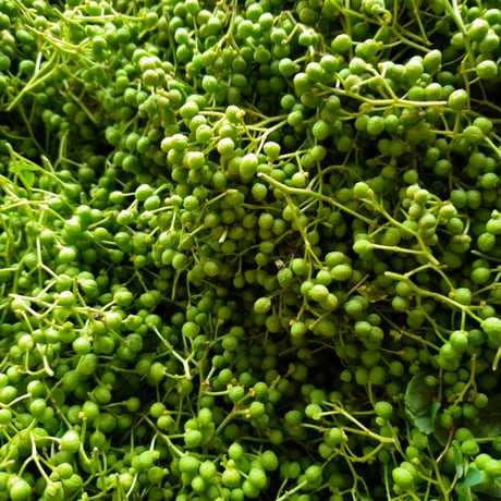 実山椒 500g 【2026年】【直送】【奈良県産】【無農薬】 | 山の上農園