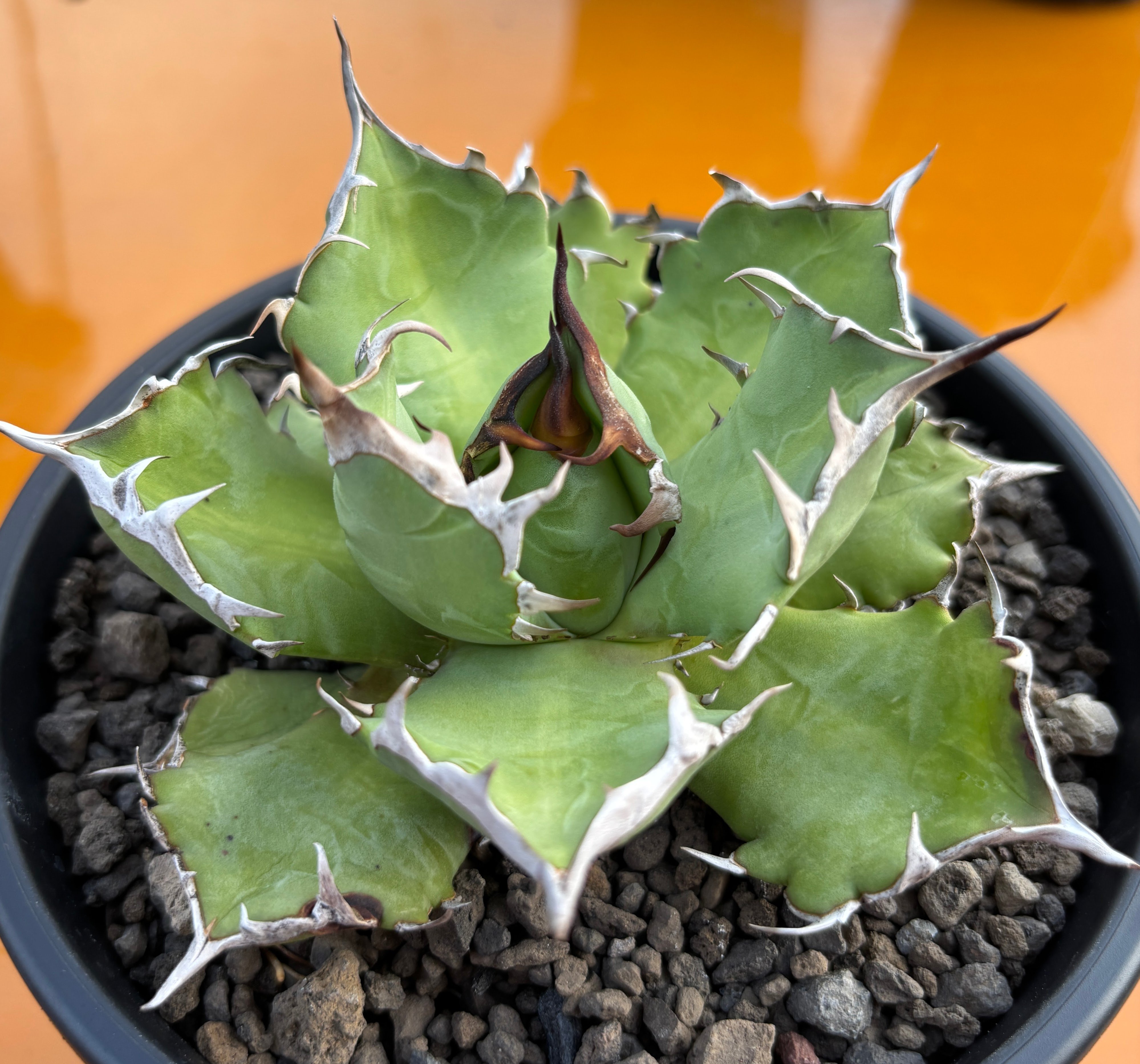 Agave titanota 'dwarf' 姫厳龍 | たねから園芸