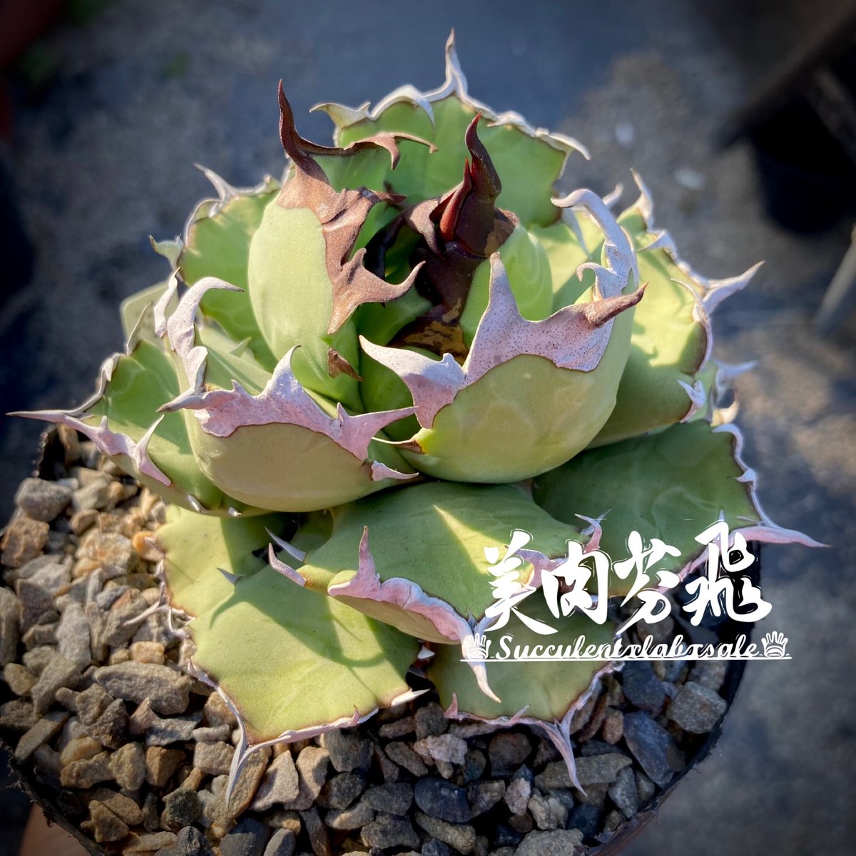 Agave titanota 'dwarf' 姫厳龍 | たねから園芸