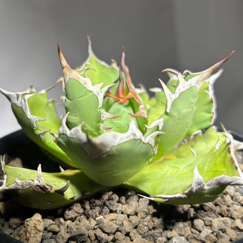 Agave titanota 'dwarf' 姫厳龍 | たねから園芸