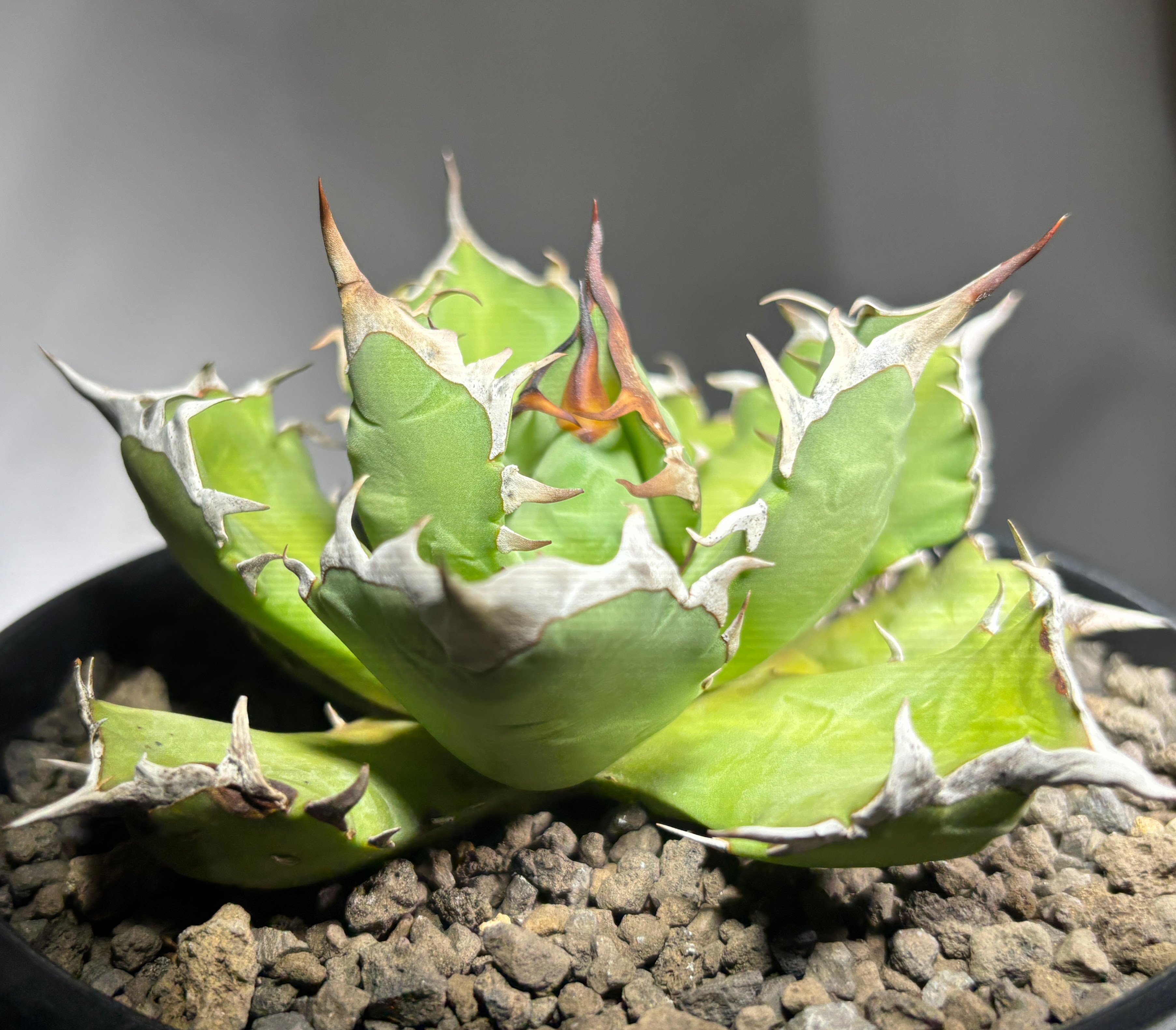 Agave titanota 'dwarf' 姫厳龍 | たねから園芸