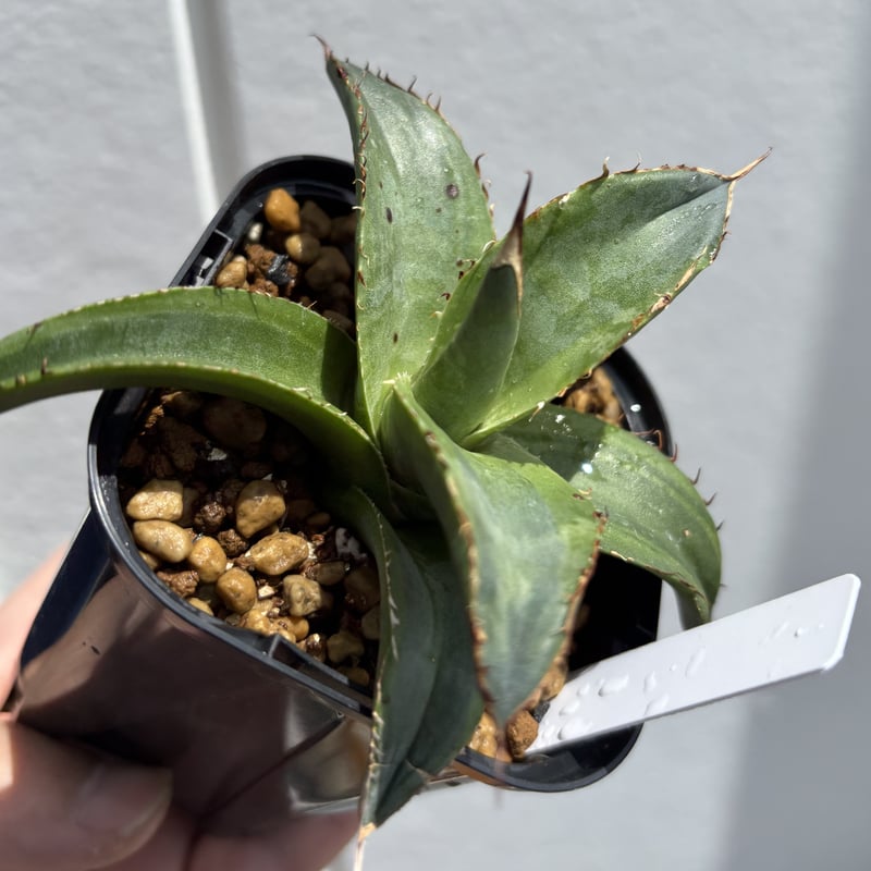 Agave titanota 