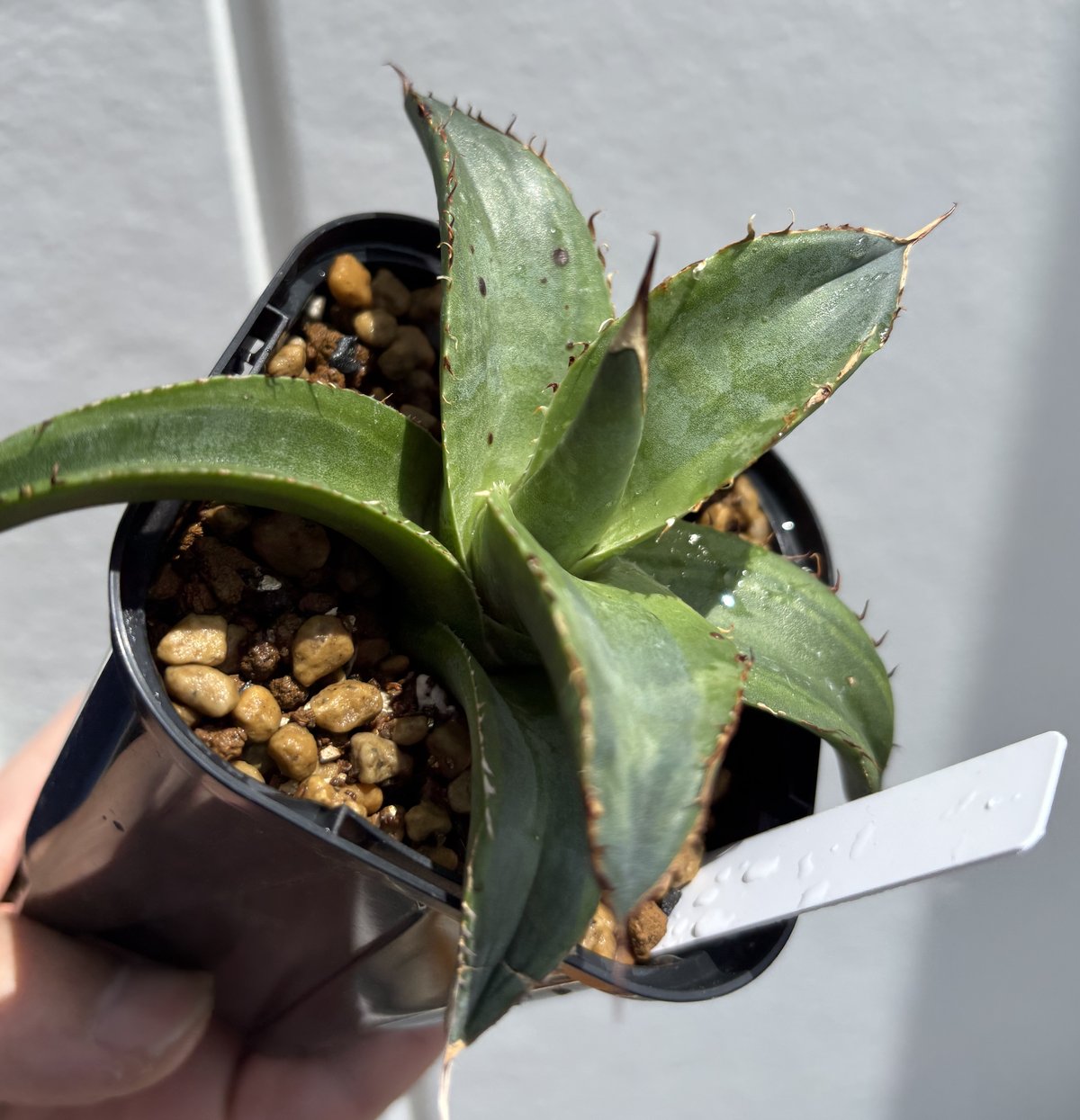 Agave titanota 