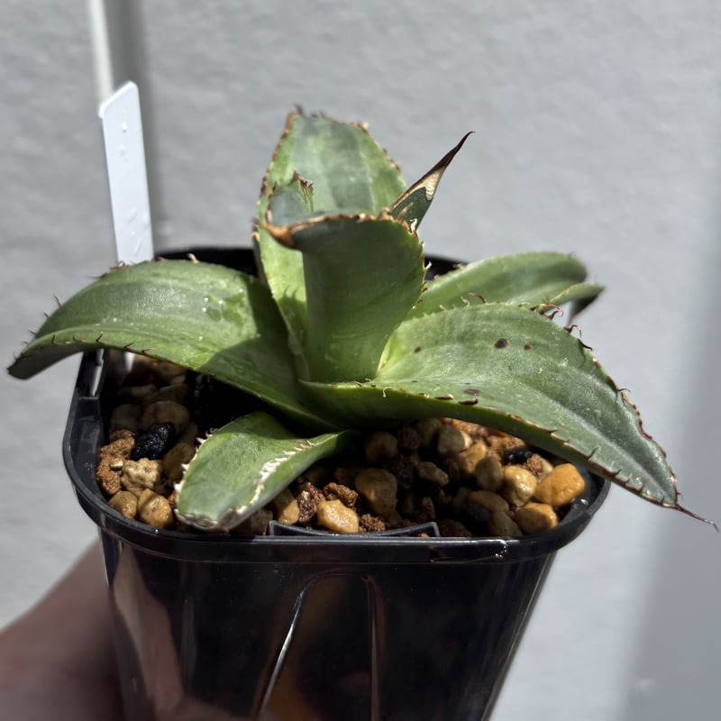 Agave titanota 