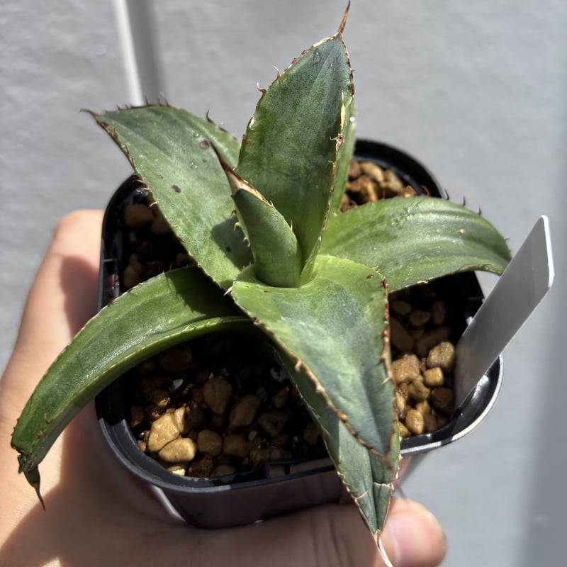 Agave titanota 