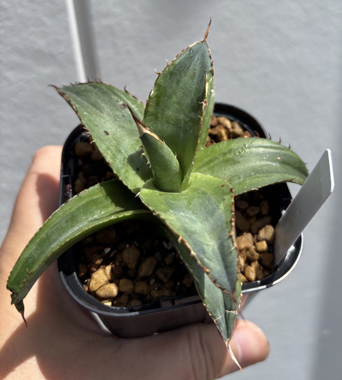 agave アガベ オバティフォリア錦 SP 覆輪斑 agave アガベ オバティ