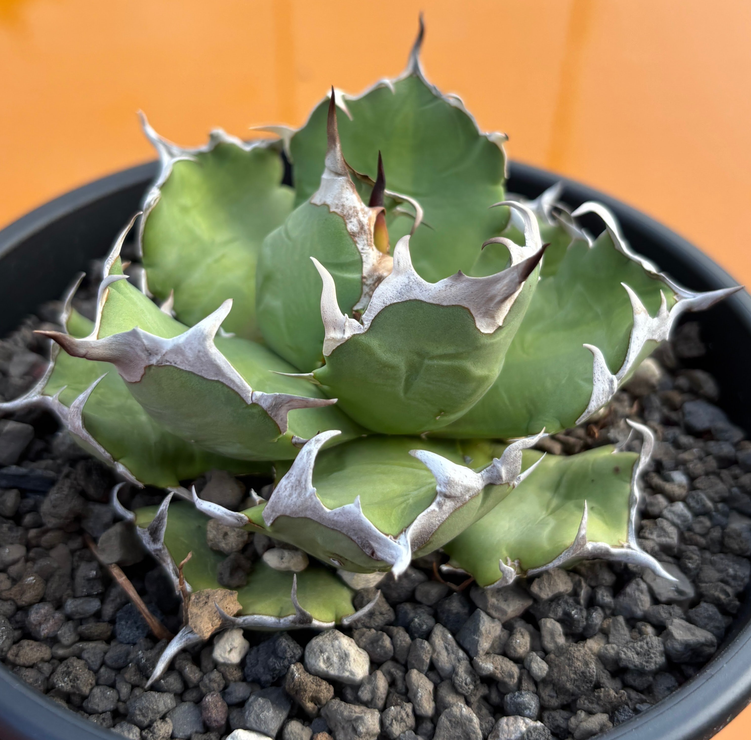 Agave titanota 'dwarf' 姫厳龍 | たねから園芸