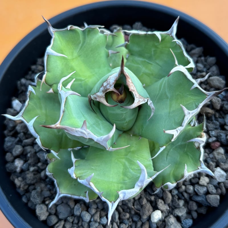 Agave titanota 'dwarf' 姫厳龍 | たねから園芸