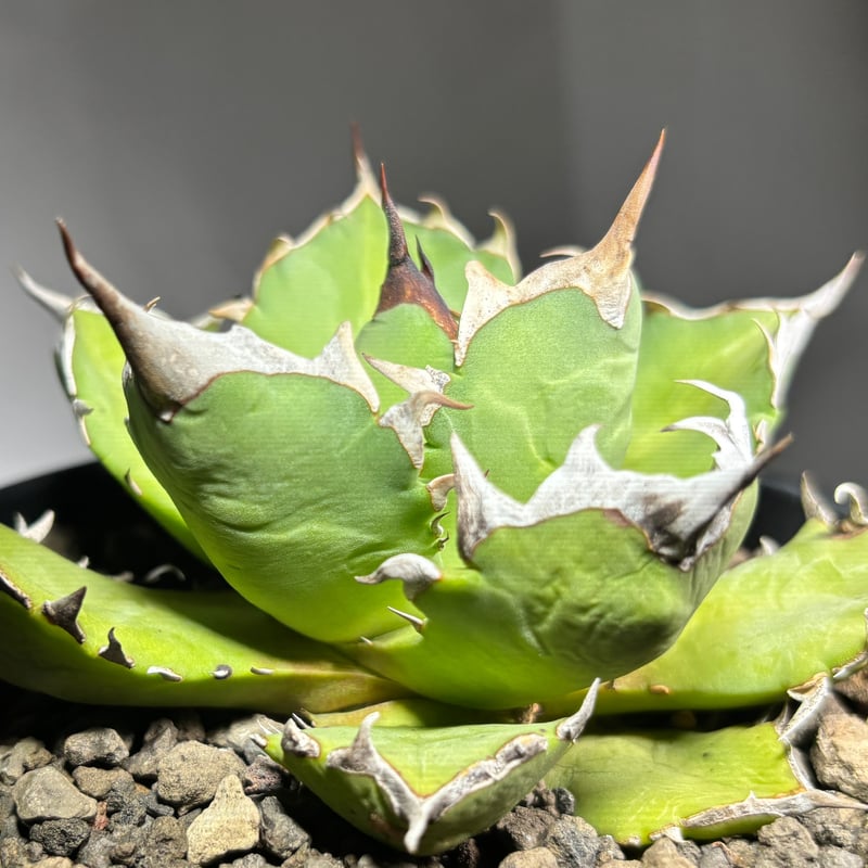 Agave titanota 'dwarf' 姫厳龍 | たねから園芸