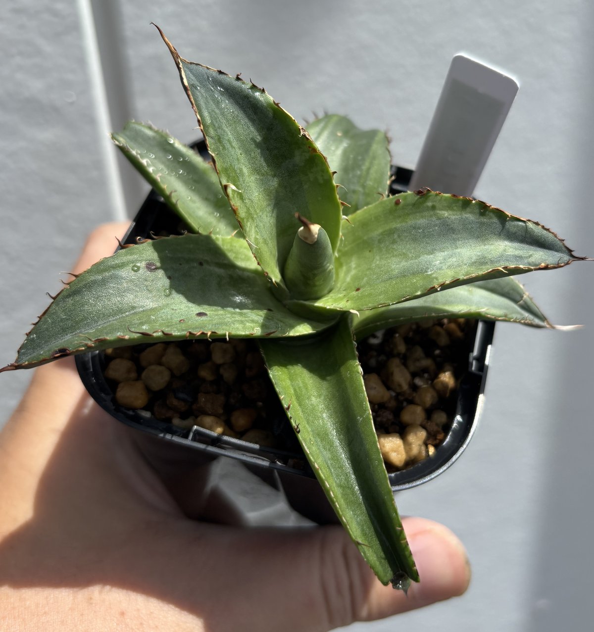 agave アガベ オバティフォリア錦 sp 覆輪斑