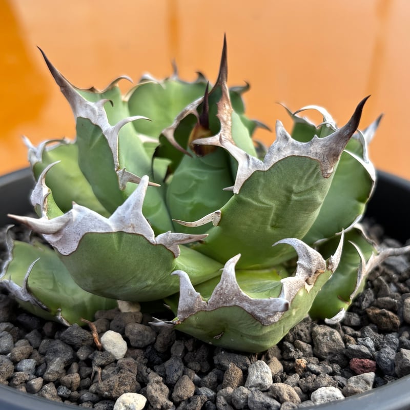 Agave titanota 'dwarf' 姫厳龍 | たねから園芸