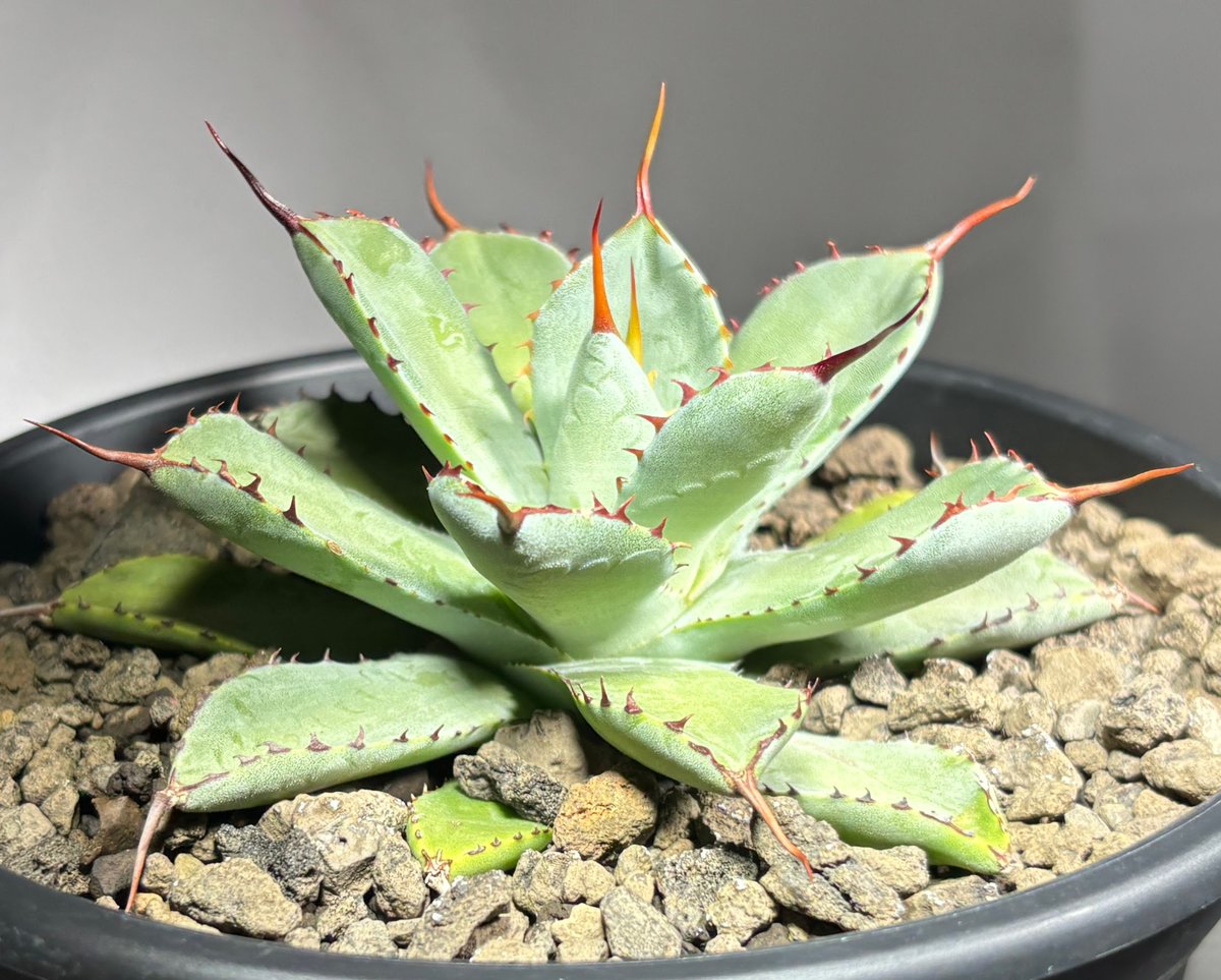 【goodtaniku】hybrid 瀧雷×紫の君　鉢ごと発送 STANOハイブリッド GL48 吉祥冠×瀧雷（Burnt Burgundy） | たねから園芸