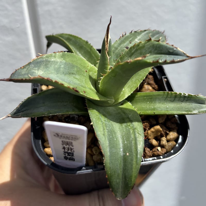Agave titanota 