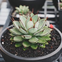 【goodtaniku】hybrid 瀧雷×紫の君　鉢ごと発送 goodtaniku】hybrid 瀧雷×紫の君 鉢ごと発送 2025年最新