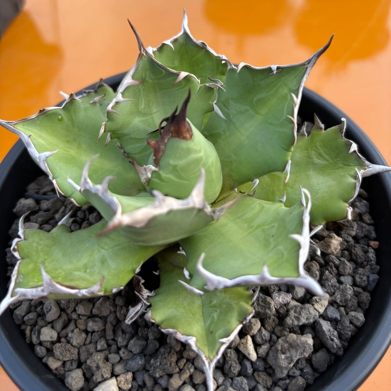 Agave titanota 'dwarf' 姫厳龍 | たねから園芸