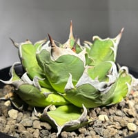 姫厳龍 アガベ チタノタ 姫厳竜 / Agave titanota 'Dwarf' | Ducks (