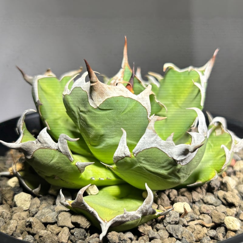 Agave titanota 'dwarf' 姫厳龍 | たねから園芸