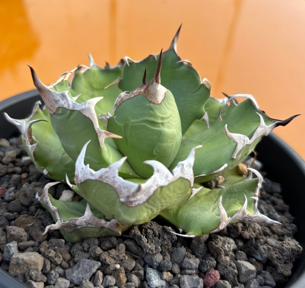 Agave titanota 'dwarf' 姫厳龍 | たねから園芸