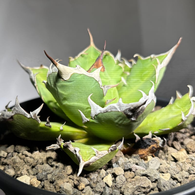 Agave titanota 'dwarf' 姫厳龍 | たねから園芸