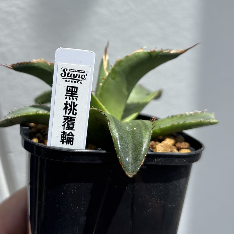 Agave titanota 