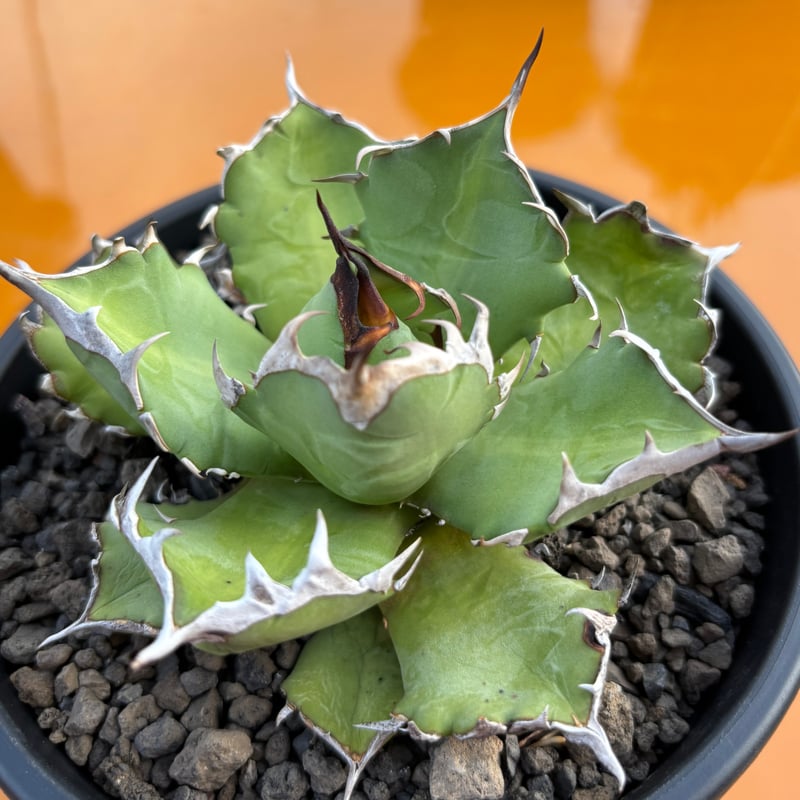 Agave titanota 中型 agave titanota Sierra mixteca striata 002 (子株販売） – DELTA PLANTS